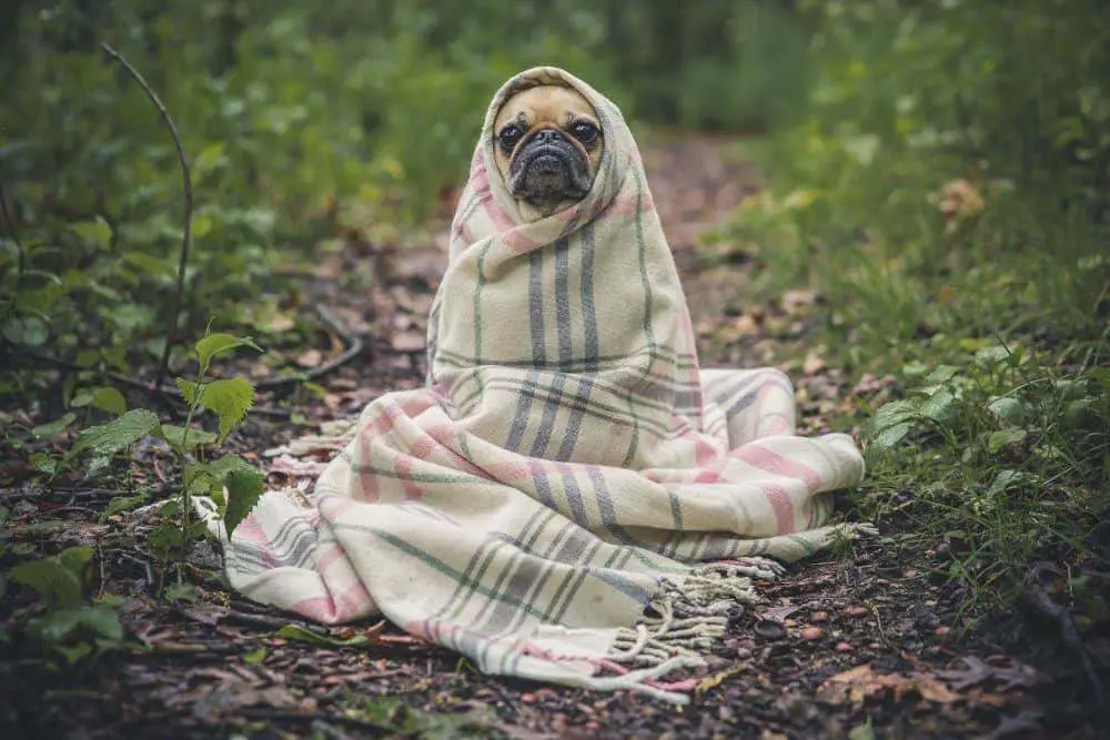 Pug Wrapped in Blanket