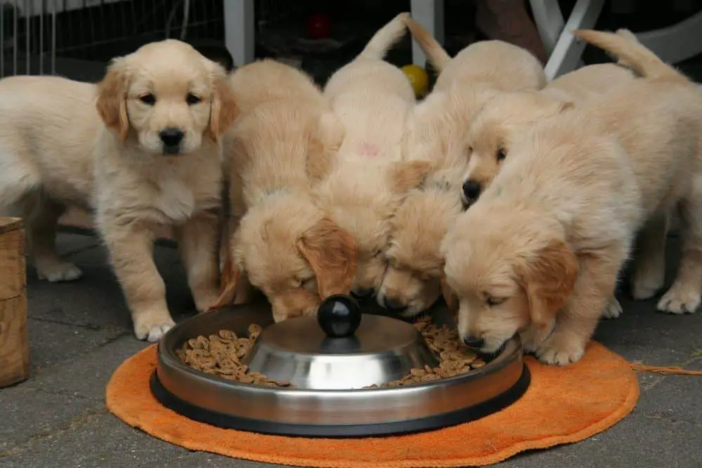 Puppies Feeding